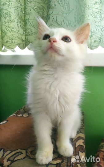 Котятки ищут дом