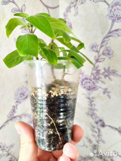 Комнатные цветы