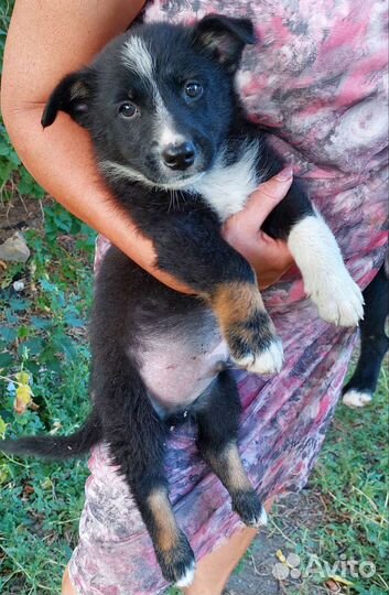 Щенята в добрые руки