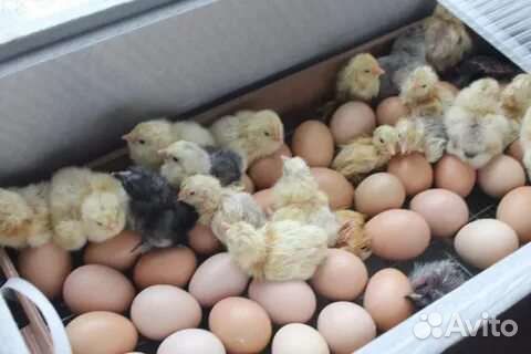 Инкубационное яйцо пародистых кур