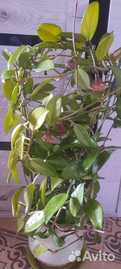 Хоии публикалис, крисмас, карноза