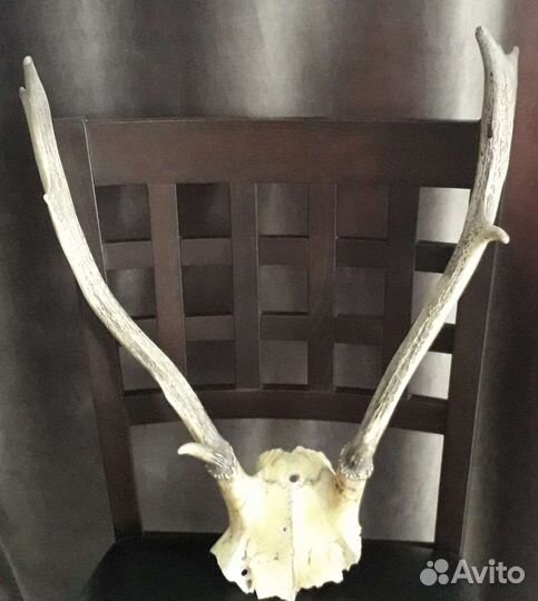 Рога животного