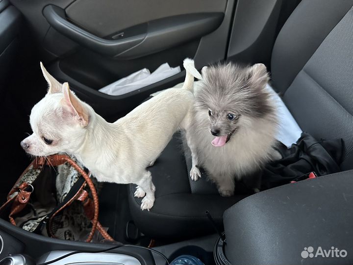 Щенок мини шпица