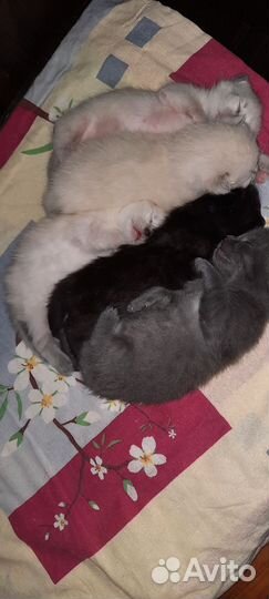 Сиамские котята