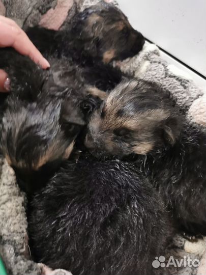 Немецкая овчарка