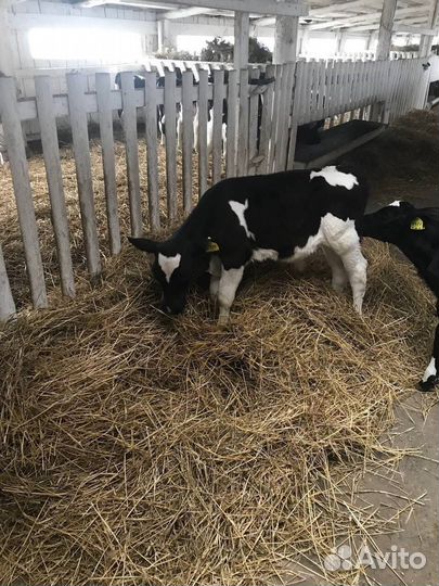 Телята и бычки