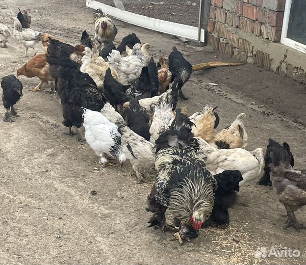 Куры цеплята