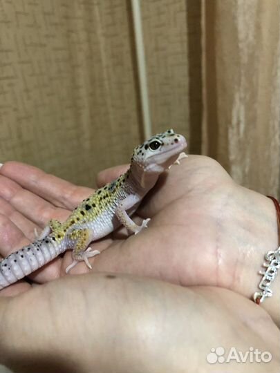 Геккон эублефар