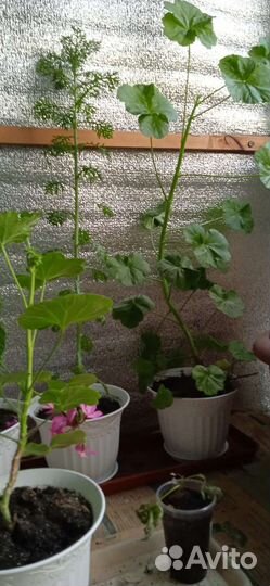 Гарбера, эустома, герань в горшках