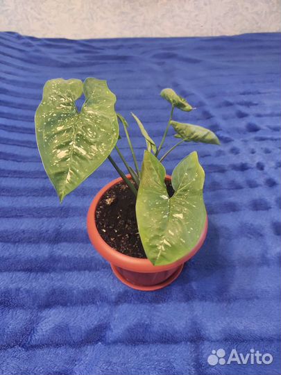 Сингониум Панда