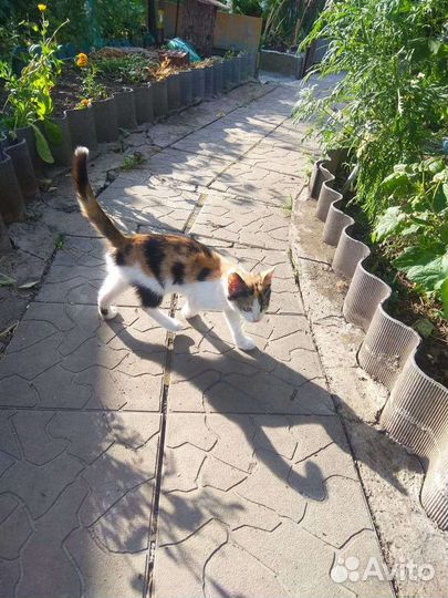 Кошечка в добрые руки