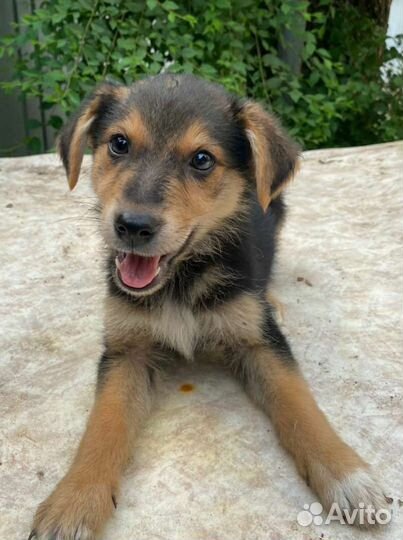 Щенки самые лучшие