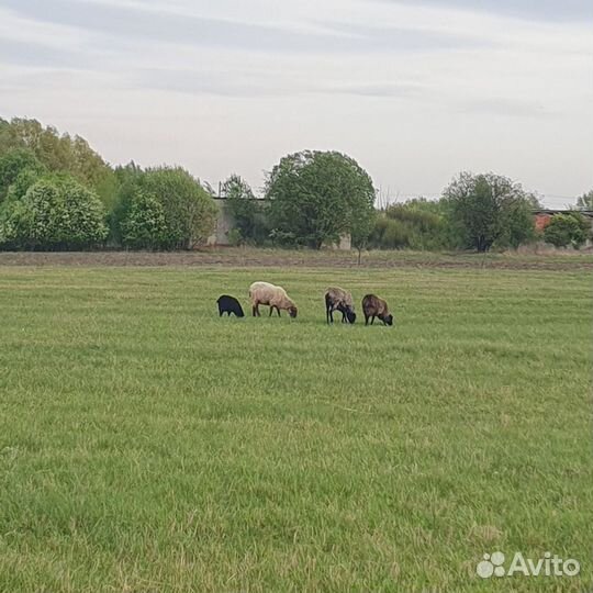 Овцы бараны