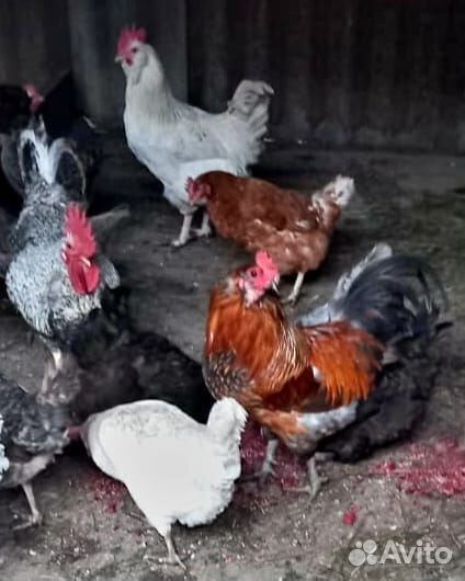 Инкубационное яйцо