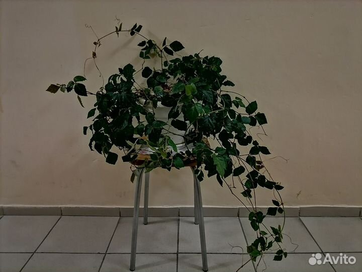 Циссус березка