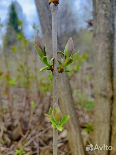 Кустарники