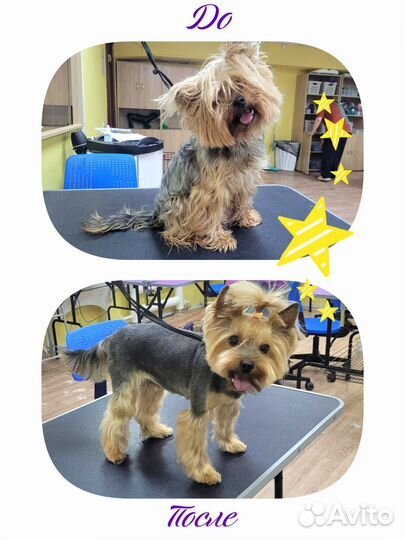 Груминг стрижка собак