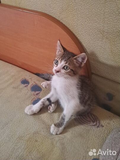 Котёнок-мальчик