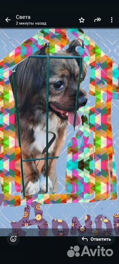 Маленькая собака в добрые руки бесплатно