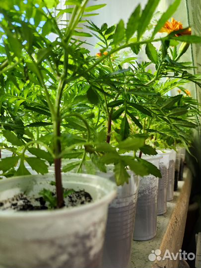 Рассада цветов бархатцы