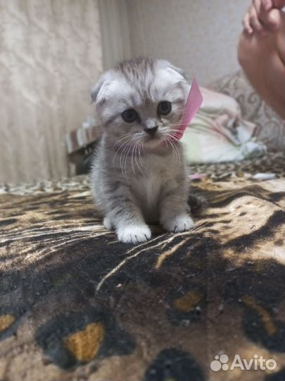 Шотландские котята
