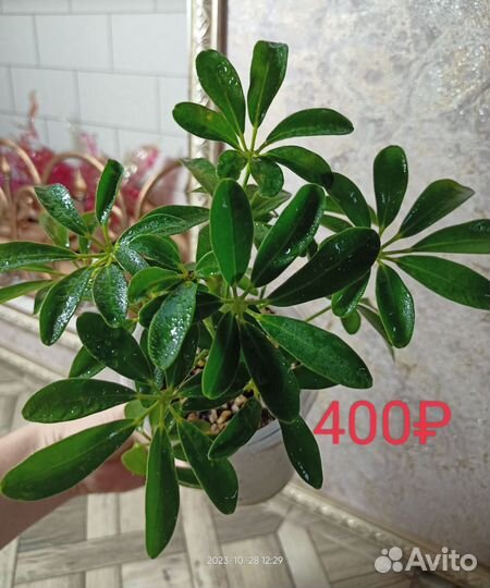 Шеффлера зелёная