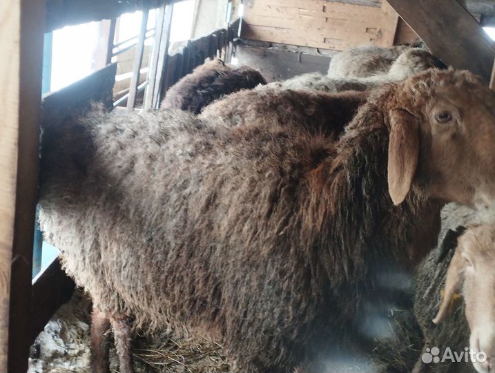 Курдючные бараны овцы