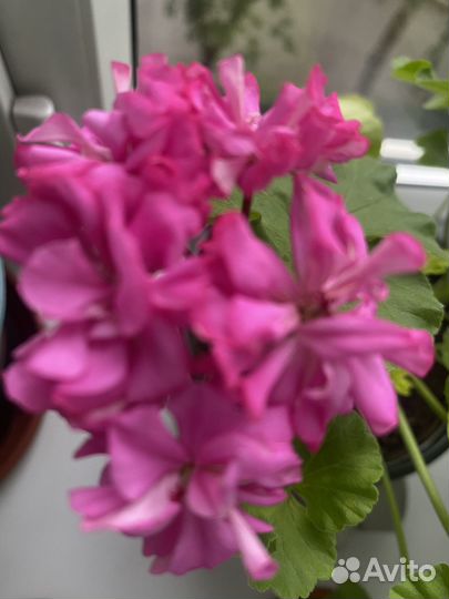 Сортовые пеларгонии