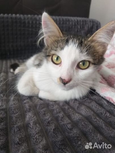 Кошечка в добрые руки