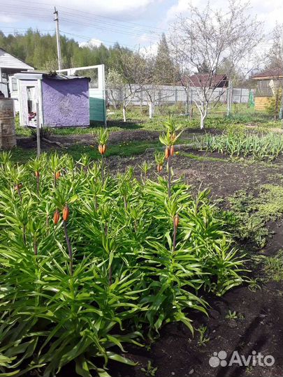 Рябчик луковицы