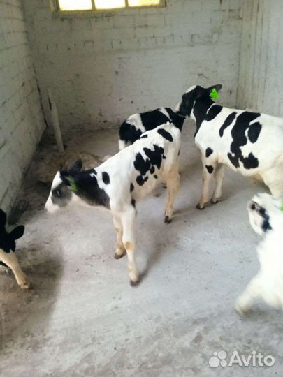 Бычки телки телята крс