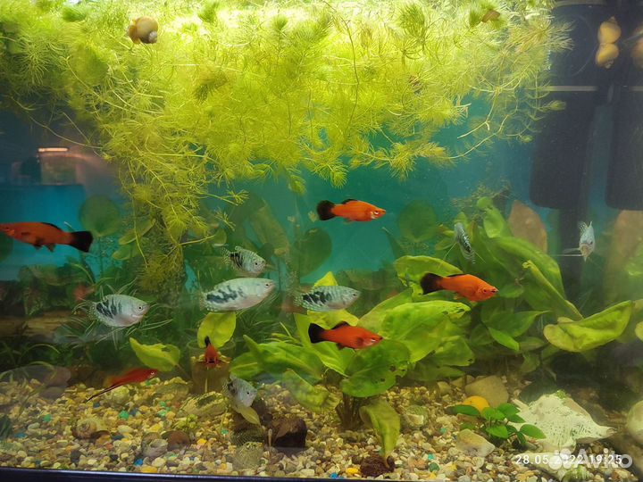 Аквариумные рыбки: меченосцы, молинезии, креветки