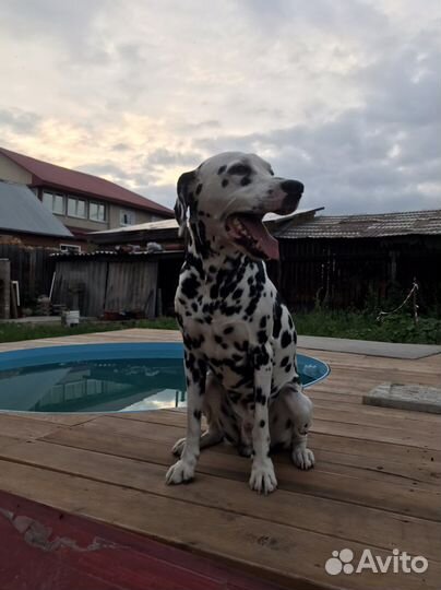 Девочка и мальчик далматины