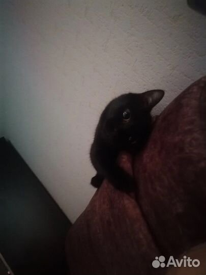 Черная кошка