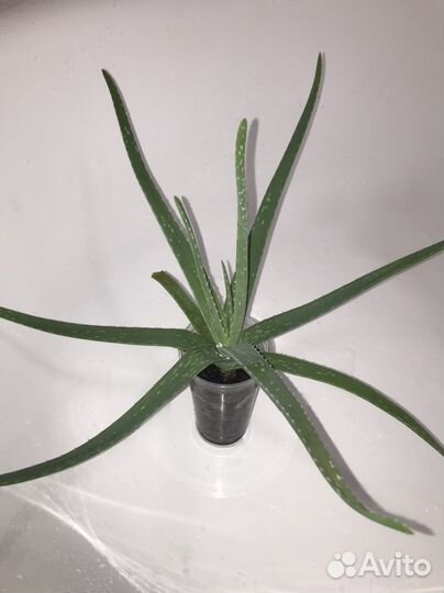 Алоэ лечебный