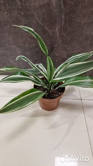 Драцены разные