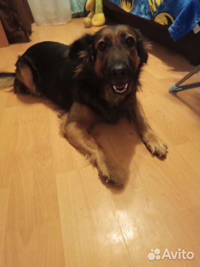 Помесь овчарки с дворняжкой