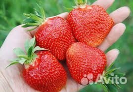 Усы клубники Гигантелла