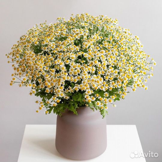 Бесплатная доставка букетов с ромашками