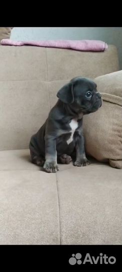 Французский бульдог щенки с документами