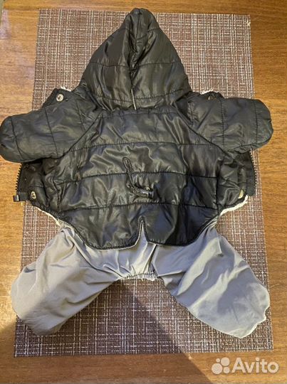 Одежда для собак