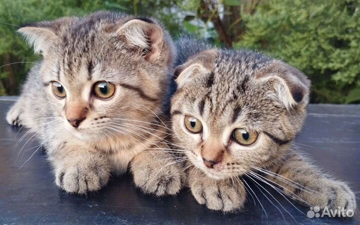 Шотландские котята