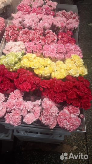 Диантус/ Гвоздика цветы опт 25 штук в пачке