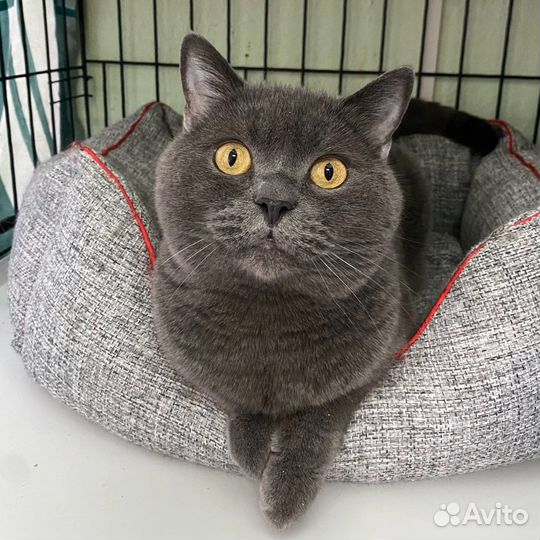 Кошка Бриша