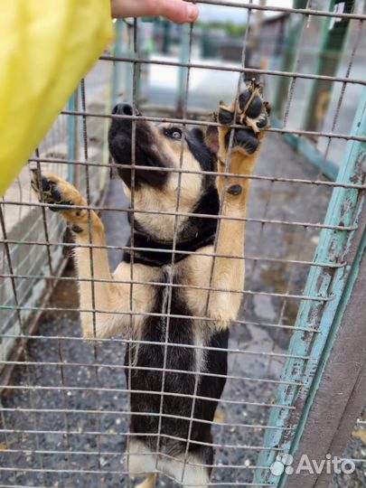 Собака в добрые руки. Возьмите Рут домой