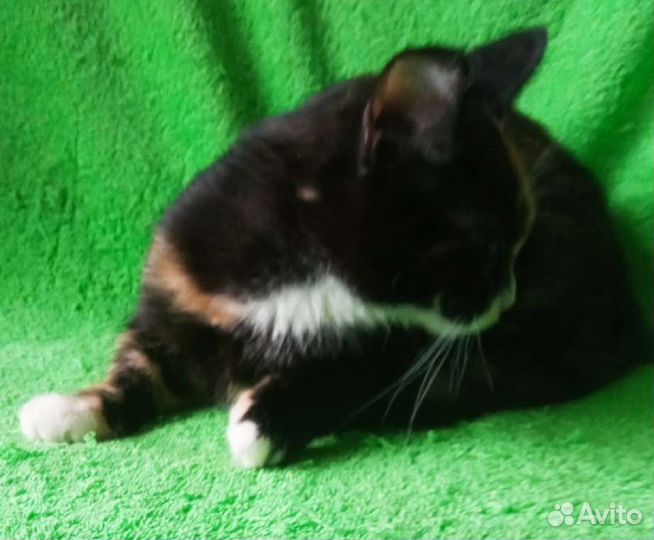 Трехцветная кошечка отдам бесплатно