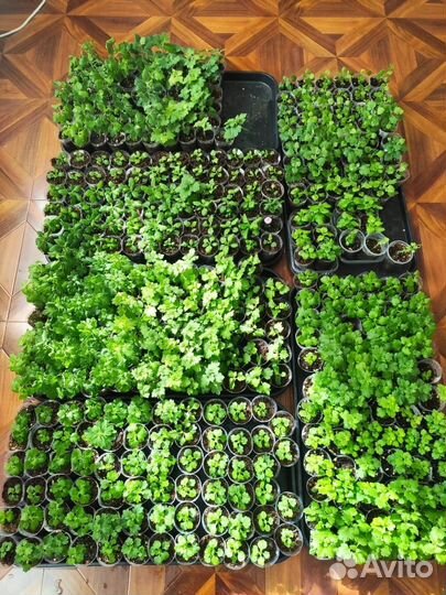 Хризантемы мультифлора