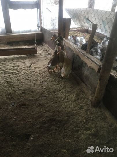 Утки индийский бегунок