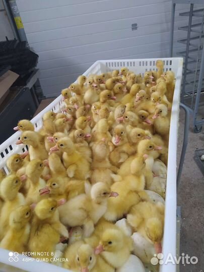 Утята мулард подрощенные