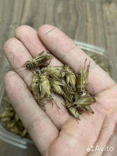 Замороженные домовые сверчки